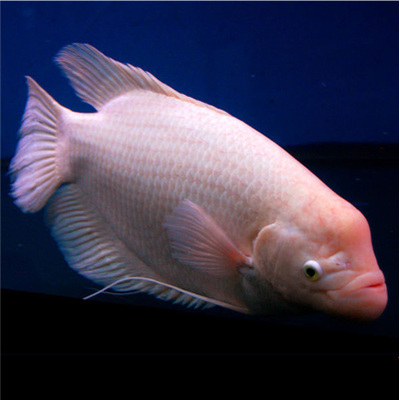 河北好的水族宠物网站
